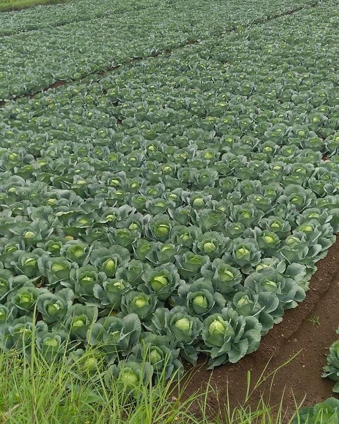 Rows of cabbage growing in an open farm field.