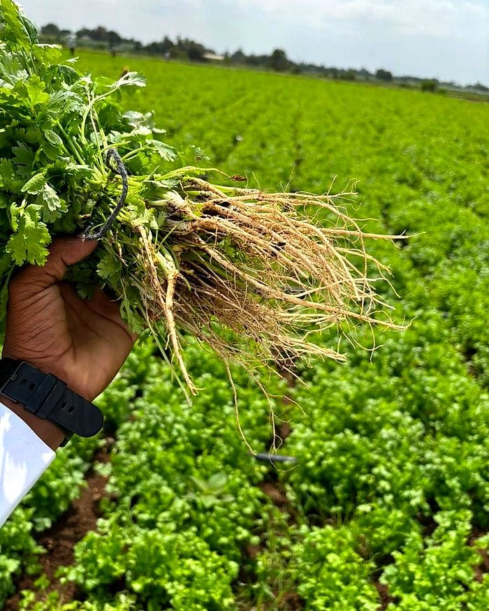 Freshly harvested coriander held over a green coriander field.