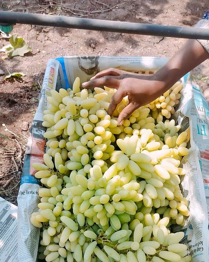 Seedless green grapes being sorted and packed in a lined crate.